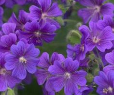 purple flowers with green leaves in the background