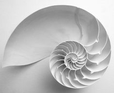 an image of a nauti shell on a white background