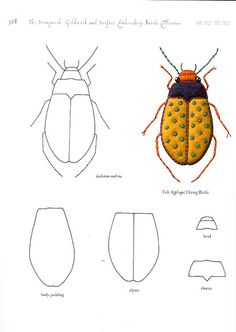 an insect is shown in the diagram below it's image, and has four different colors