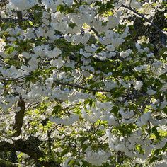 white flowers are blooming on the branches of trees