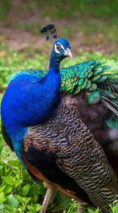 a blue and green peacock standing in the grass