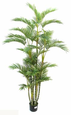 a potted plant with green leaves in it on a white background and black base