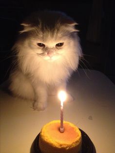 a cat sitting on top of a table next to a cake with a lit candle