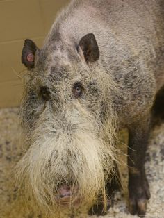 an animal that is looking at the camera with long hair on it's head