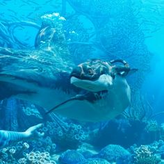 a large turtle swimming in an aquarium with corals and other marine life around it