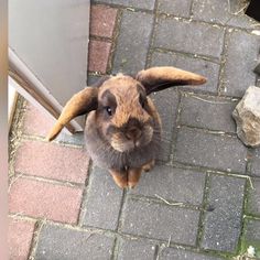 a brown rabbit sitting on top of a brick walkway