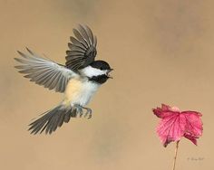 a bird flying next to a pink flower