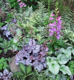 purple and green plants in the garden with pink flowers on each plant, surrounded by greenery