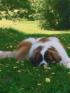 a brown and white dog laying in the grass