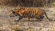 a tiger walking across a dry grass covered field