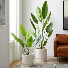 two potted plants sitting on top of a wooden floor next to a brown chair