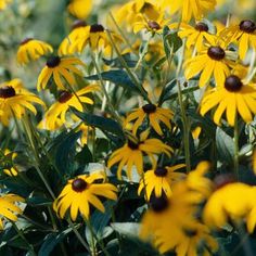 many yellow flowers with green leaves in the foreground and one black - eyed susane in the background