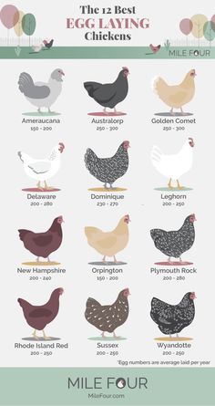 the different types of chickens are shown in this graphic diagram, which shows them's names