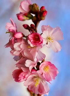 pink flowers are blooming on a branch against a blue and white background with the sky in the background