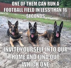 three german shepherd dogs sitting in the dirt with their tongue out and one dog has its mouth open