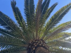 a palm tree with lots of green leaves on it's trunk and the sky in the background