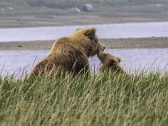 two brown bears in tall grass near water