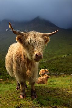 an animal with long hair standing on top of a grass covered field next to mountains