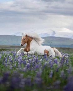 a white and brown horse running through purple flowers