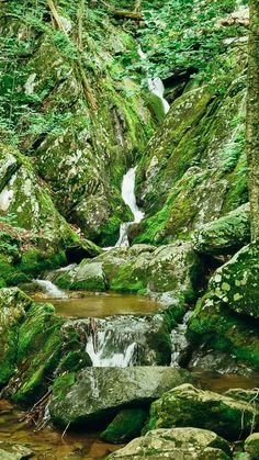 a stream running through a lush green forest filled with lots of mossy rocks and trees