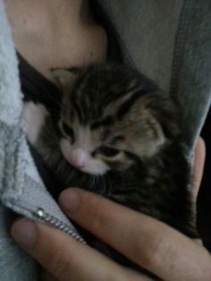 a person holding a small kitten in their arms