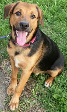 a brown and black dog sitting in the grass