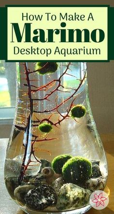 a vase filled with plants and rocks on top of a table