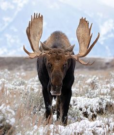 a moose with large antlers standing in the snow