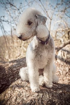 a small white dog sitting on top of a tree branch