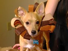 a small brown dog wearing a costume on top of a wooden table next to a woman