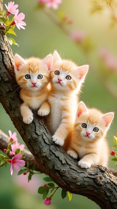 three kittens are sitting on a tree branch with pink flowers in the foreground