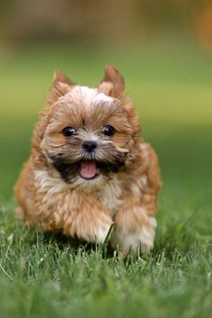 a small brown and white dog running in the grass with it's mouth open