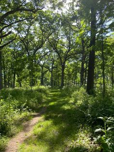 a dirt path in the middle of a forest