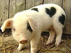 a small black and white pig standing on top of hay next to a wooden fence