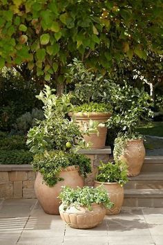 four planters with plants in them on the ground