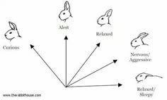 the diagram shows different types of rabbits