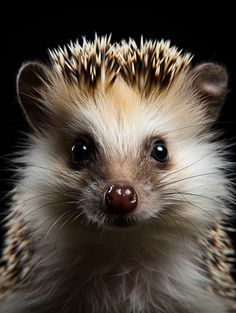 an adorable hedgehog is looking at the camera