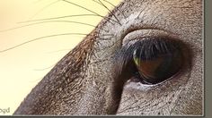 the eye of a brown horse with long eyelashes and green eyeshade, close up