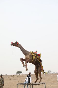 a man is standing next to a camel with decorations on it's back and people watching