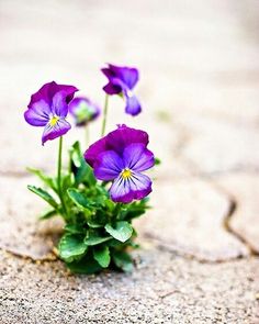 Pansies Flowers, Flower Beauty, Flower Images, Flower Pictures, Flowers Photography, My Flower, Cardinals