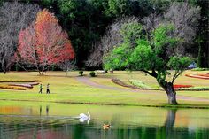 two white swans swimming in a pond surrounded by green grass and trees with red leaves