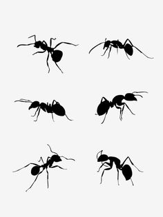 black ant silhouettes on white background with no image in the bottom right hand corner