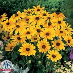 a bunch of yellow daisies in a garden with other flowers and plants around them