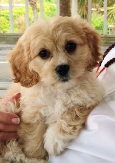 a person holding a small dog in their lap