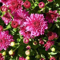 pink flowers with green leaves in the background