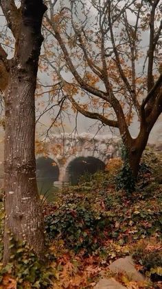 trees with leaves on the ground and bridge in background