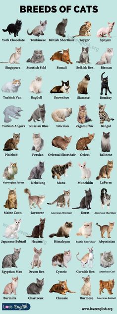 an image of cats that are all different colors and sizes, with the words breeds of cats