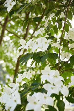 white flowers are blooming on the branches of trees