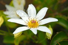 a white flower with yellow stamen in the center and green leaves around it, on a dark background