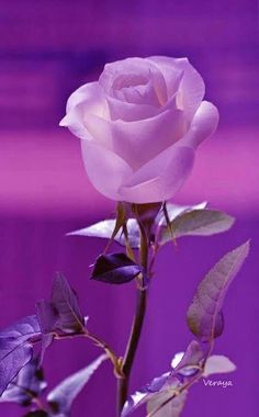 a pink rose with green leaves in front of a purple background